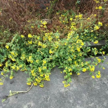 野菊花