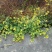 野菊花