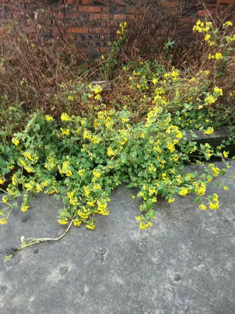 野菊花