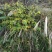 野菊花