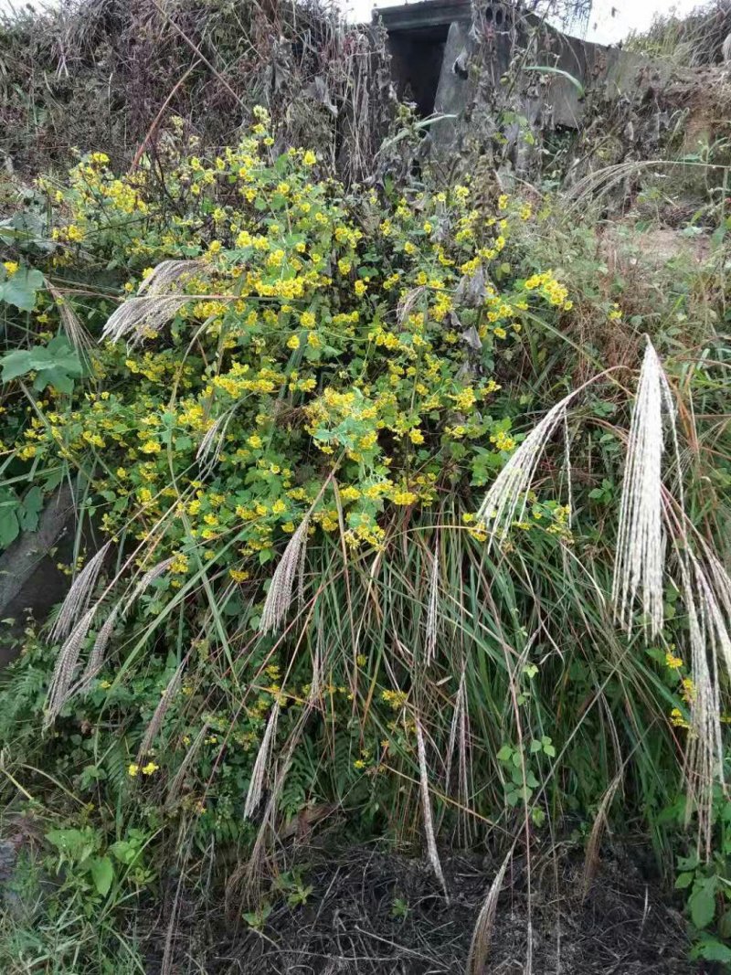 野菊花