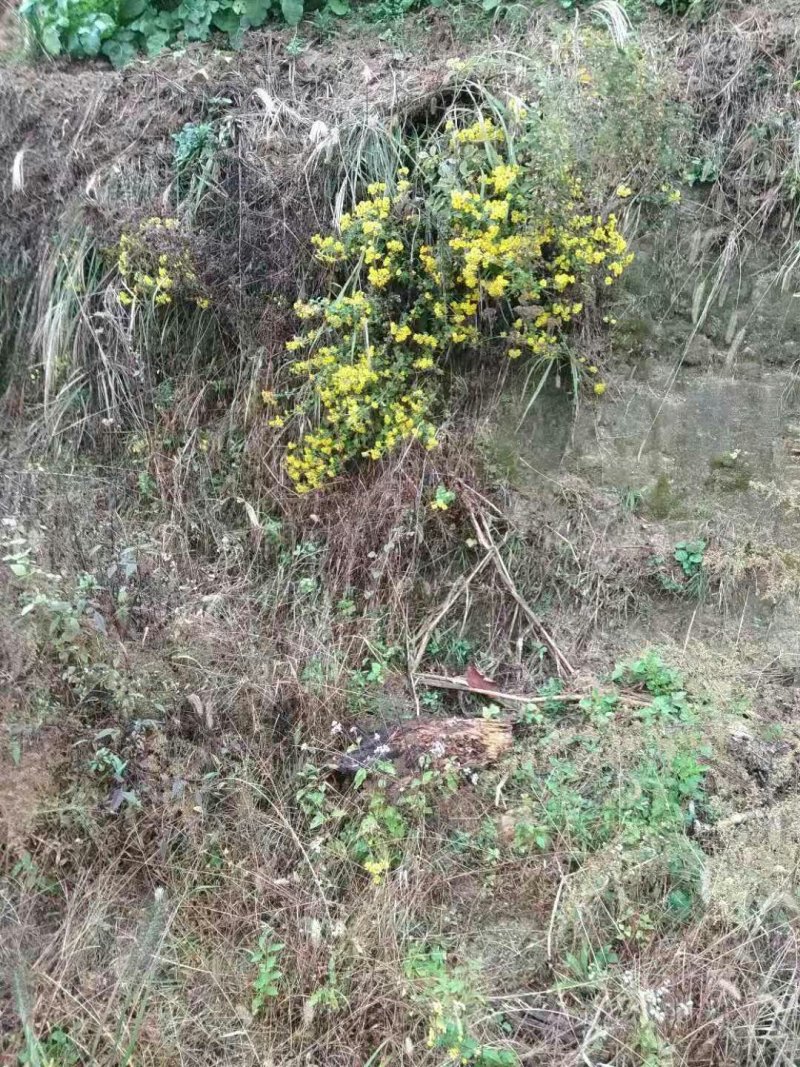 野菊花