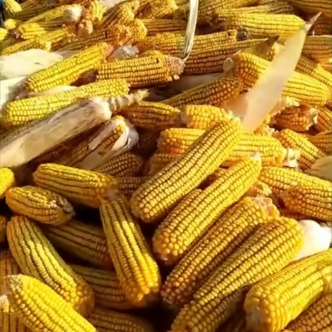 玉米大量出售