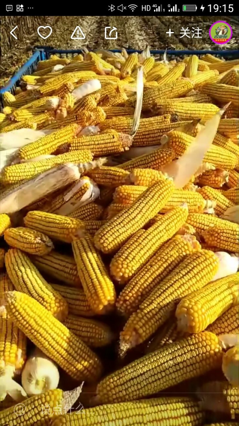 玉米大量出售