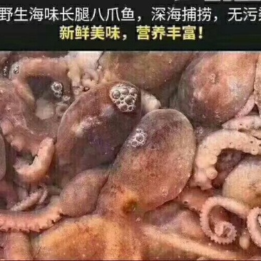 爆头八爪鱼一箱3斤