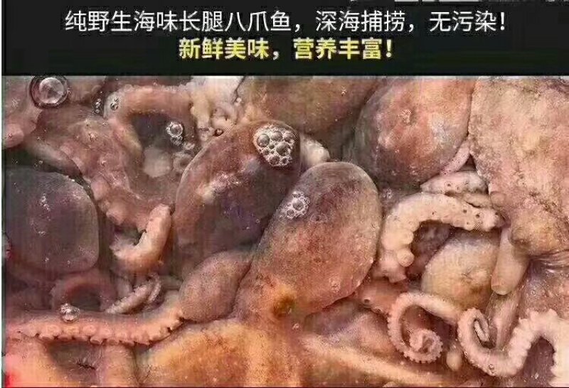 爆头八爪鱼一箱3斤