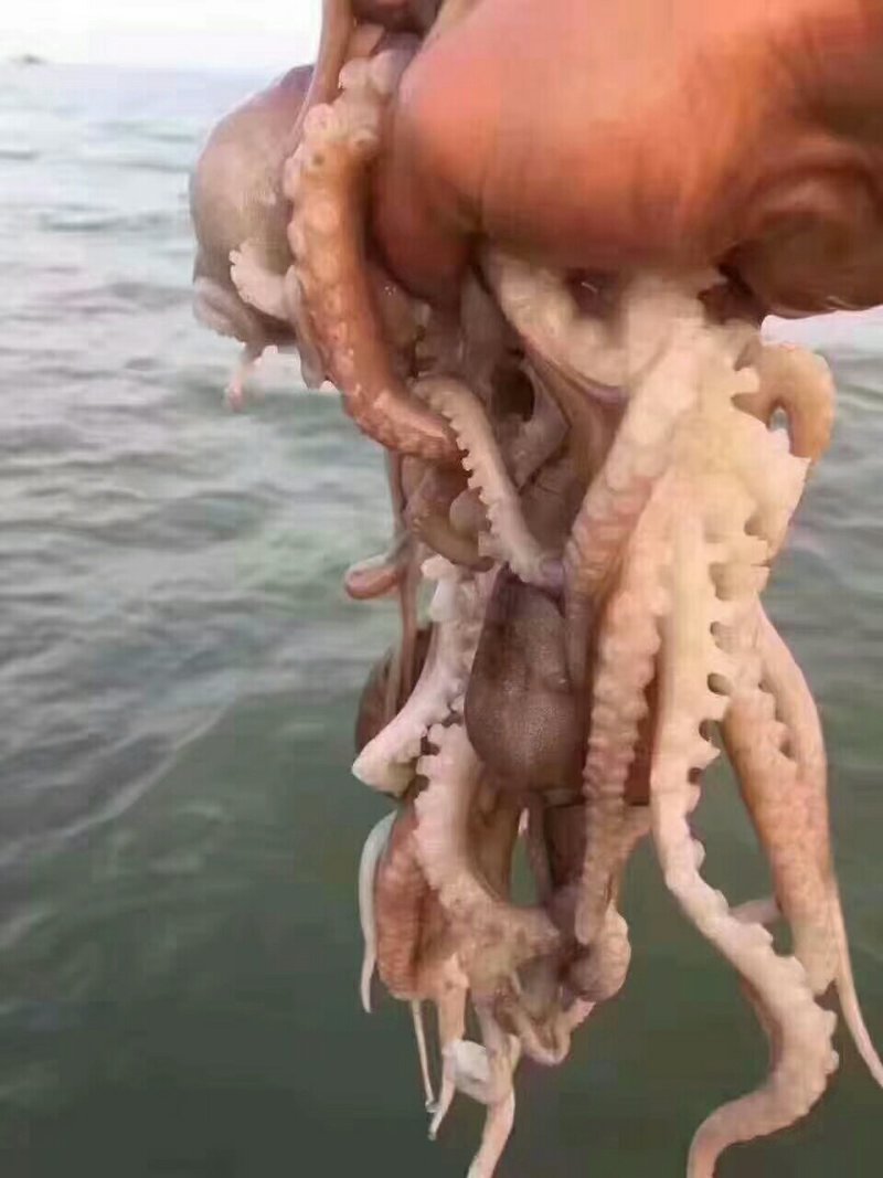 爆头八爪鱼一箱3斤