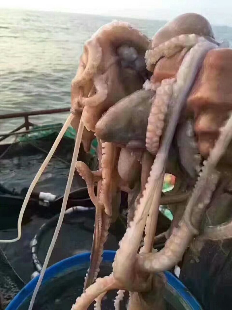 爆头八爪鱼一箱3斤