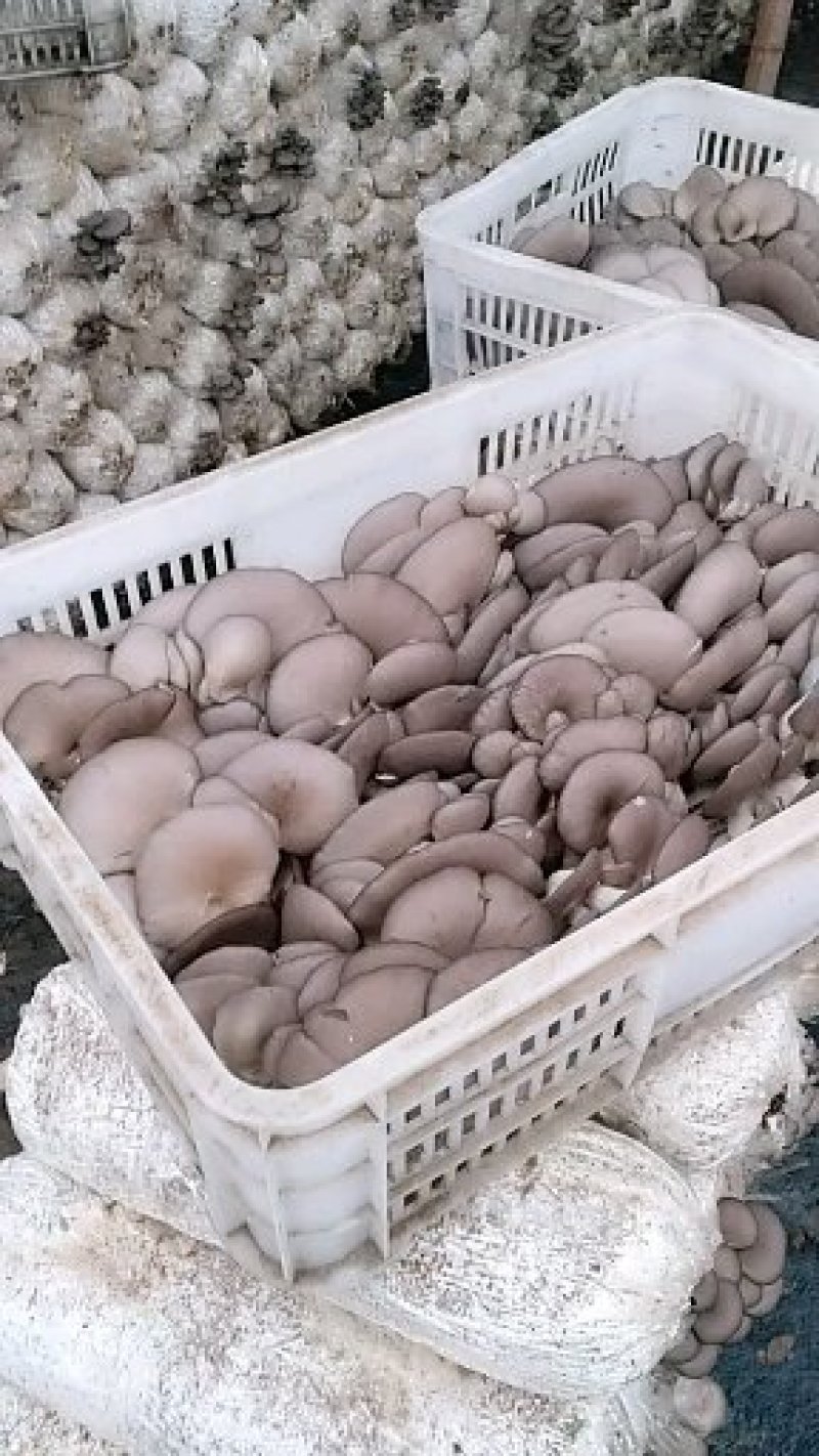 平菇招代理商