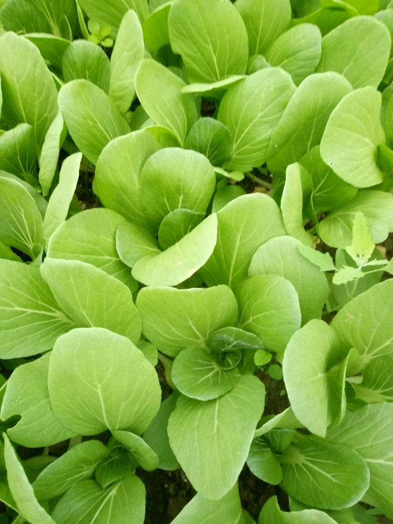 长期供应精品小青菜，