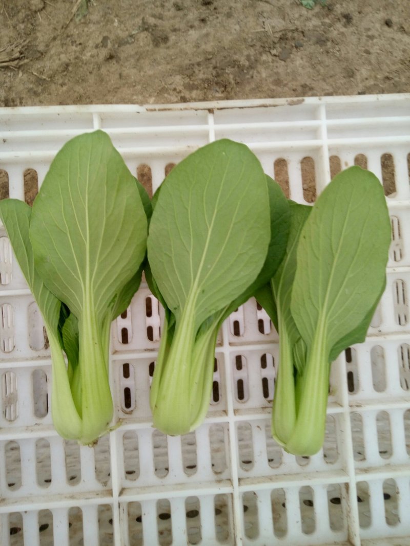 长期供应精品小青菜，