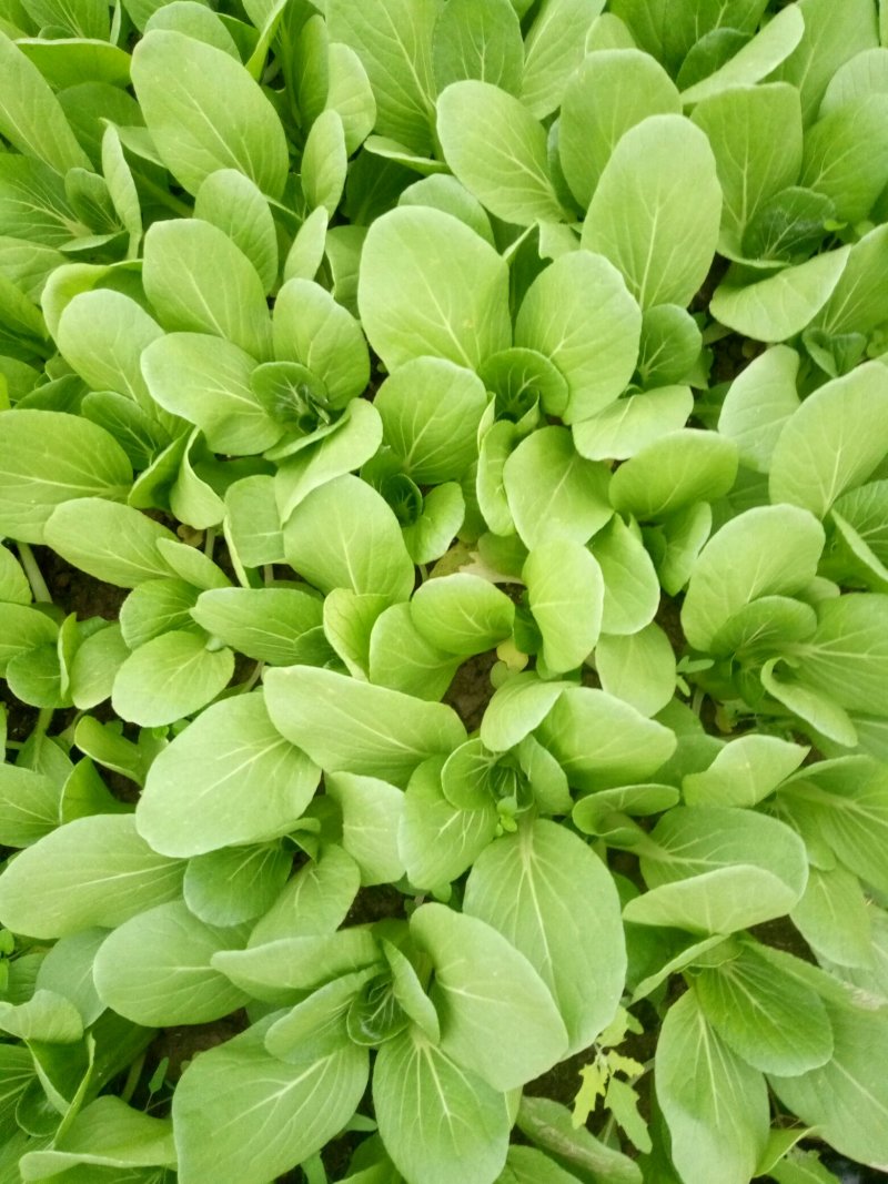 长期供应精品小青菜，
