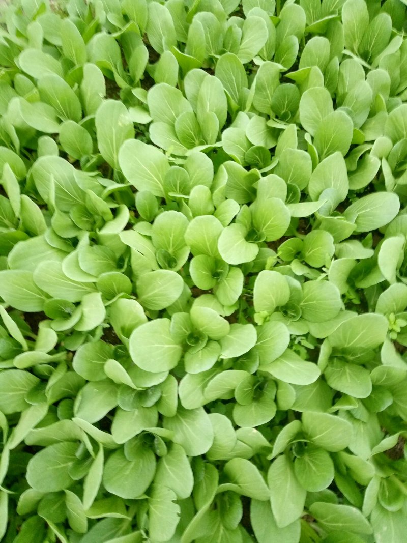 长期供应精品小青菜，