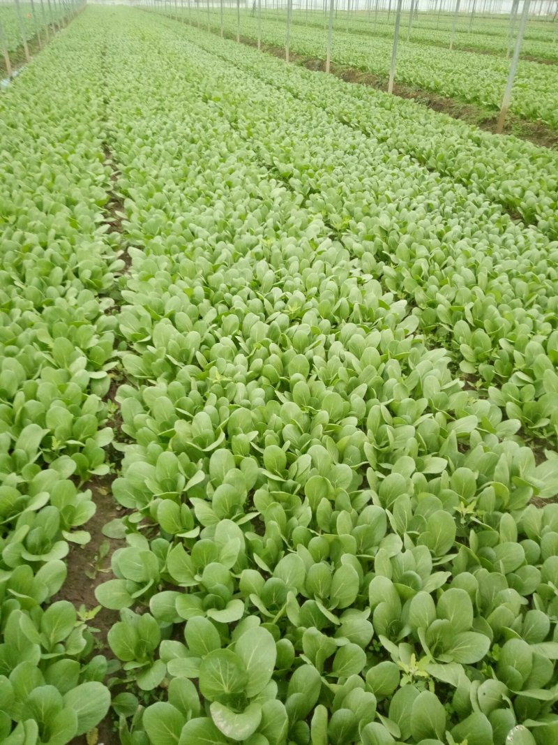 长期供应精品小青菜，