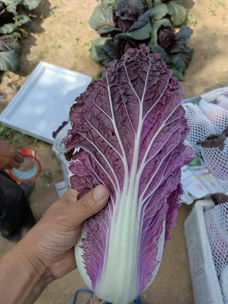 紫裔韩国进口紫白菜种子中熟口感好紫色白菜种子1000粒