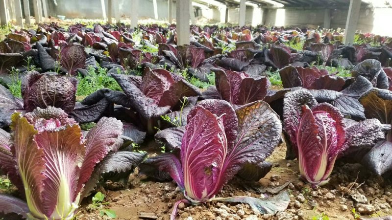 紫裔韩国进口紫白菜种子中熟口感好紫色白菜种子1000粒