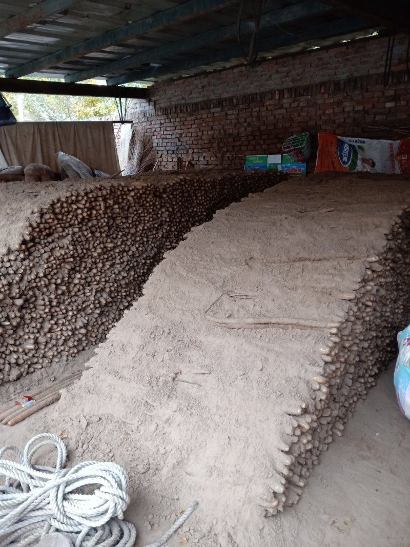 【产地直供】假铁棍山药，一手货源批发品质保证价格美丽