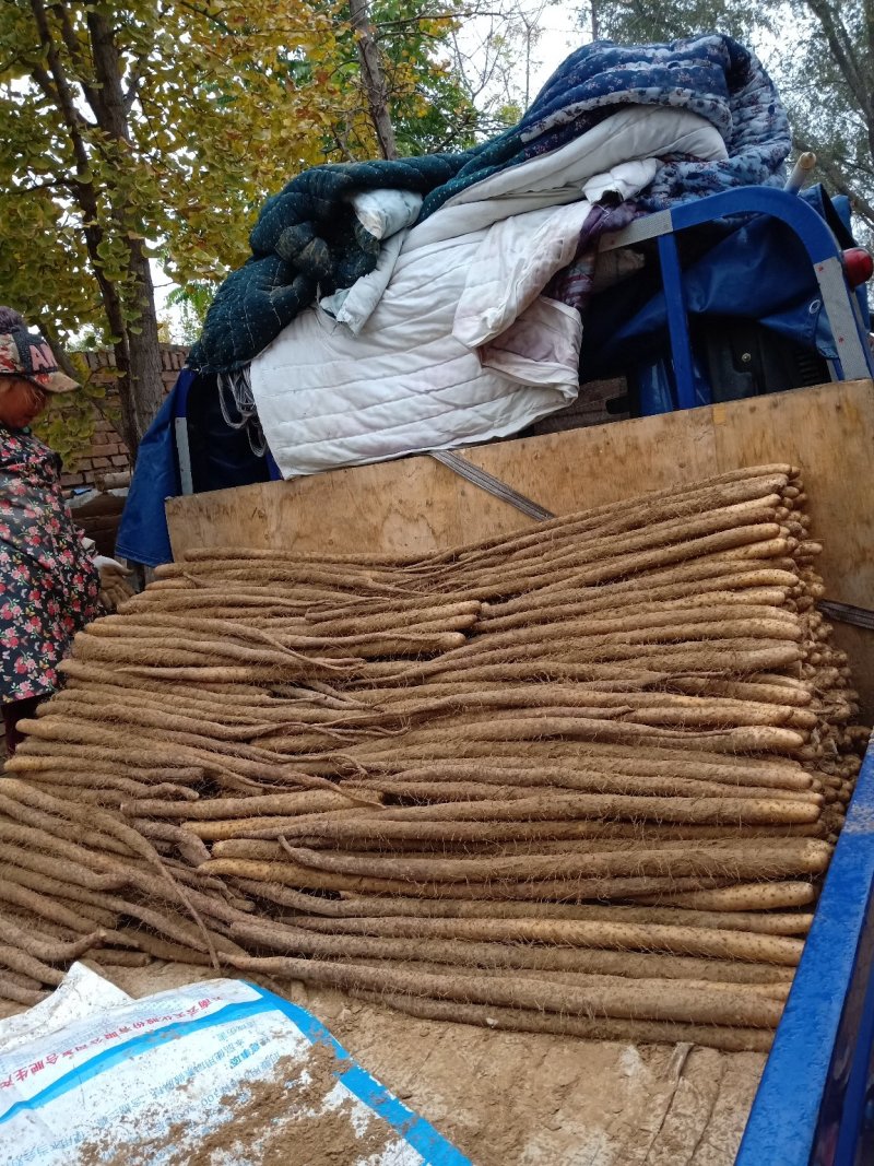 【产地直供】假铁棍山药，一手货源批发品质保证价格美丽