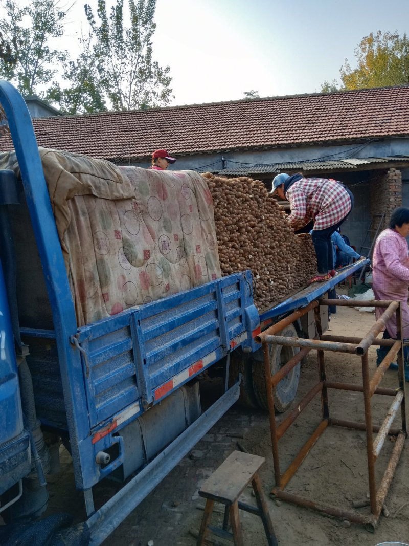 【产地直供】假铁棍山药，一手货源批发品质保证价格美丽