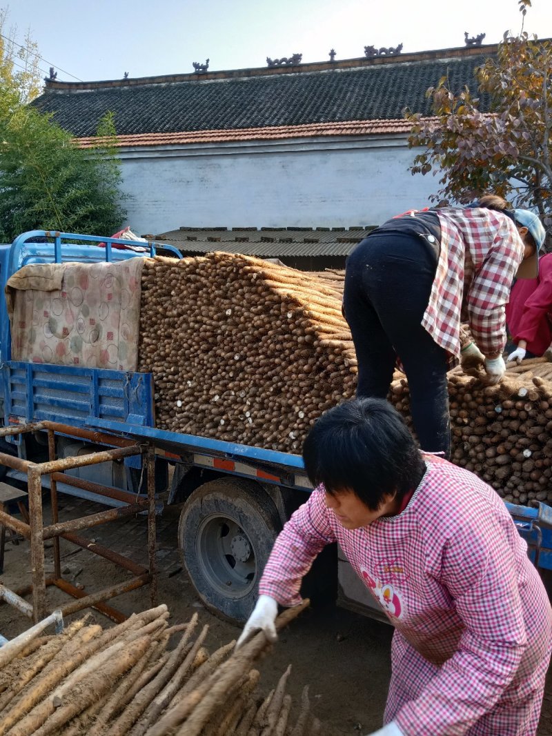 【产地直供】假铁棍山药，一手货源批发品质保证价格美丽