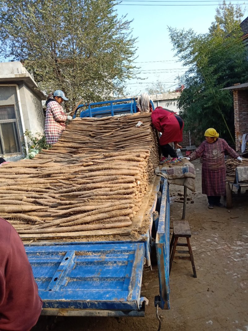 【产地直供】假铁棍山药，一手货源批发品质保证价格美丽