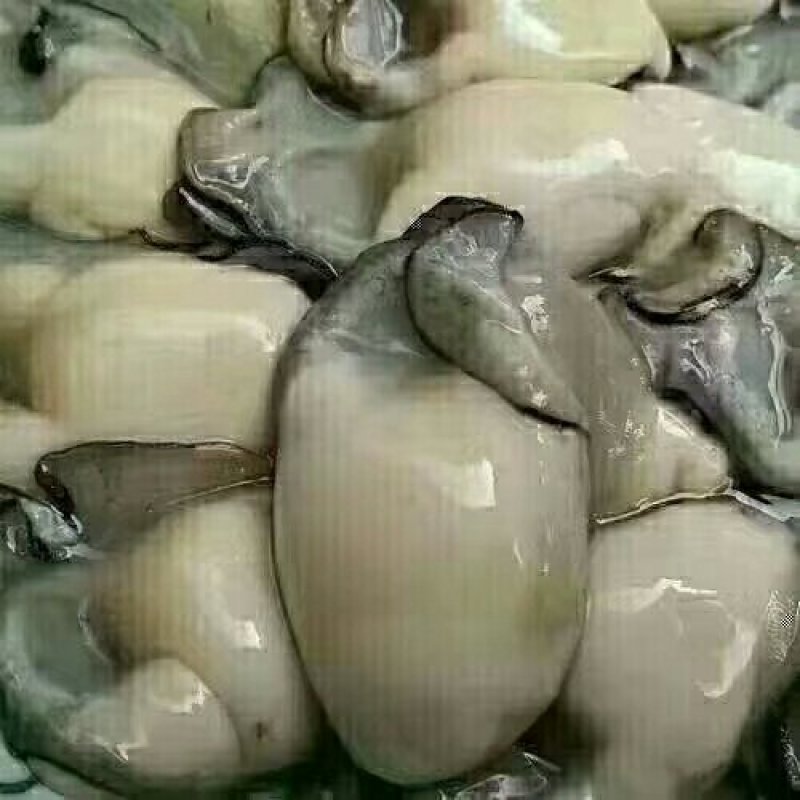 生蚝不肥不要钱，批发更便宜
