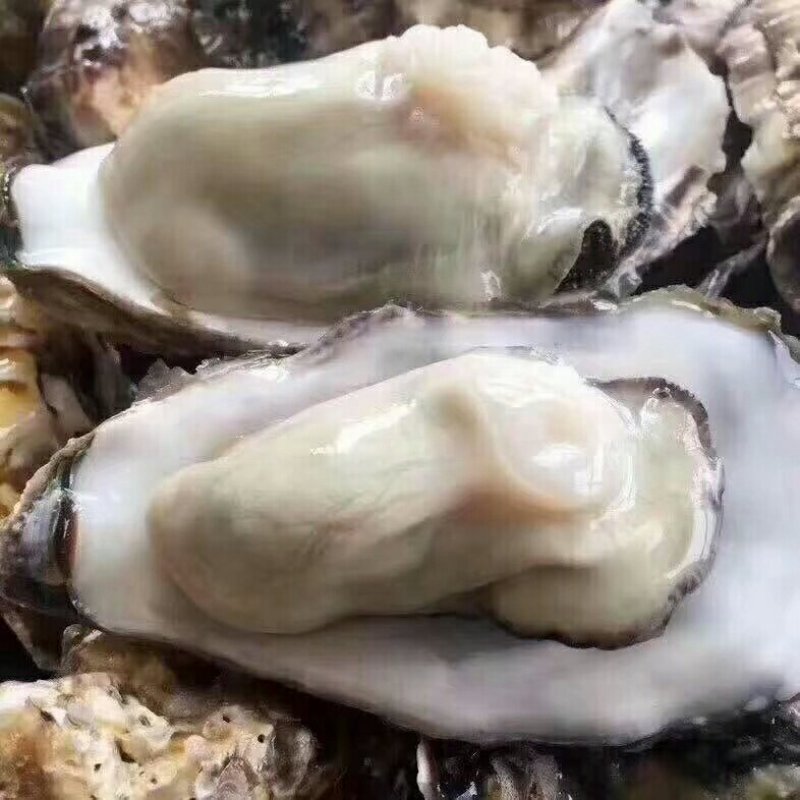 生蚝不肥不要钱，批发更便宜