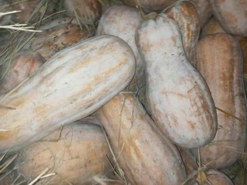 《精选》南瓜云南蜜本南瓜专业团队规格齐全诚信经营