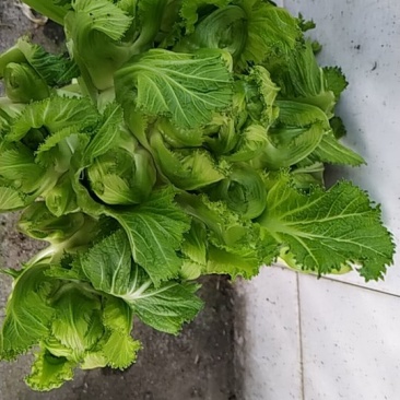 儿菜