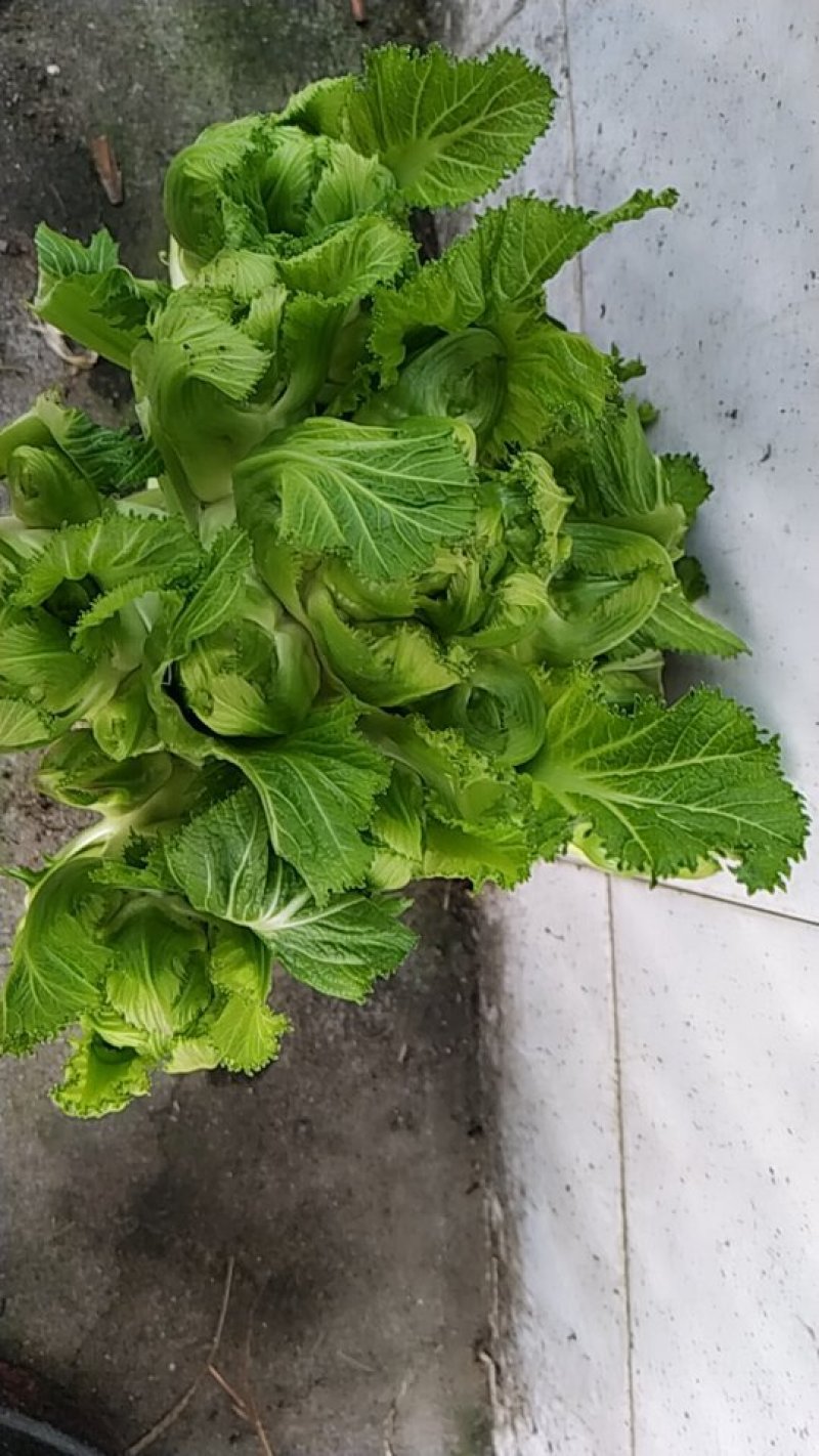 儿菜