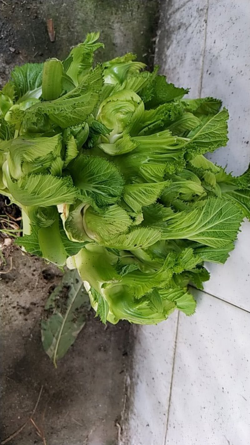 儿菜