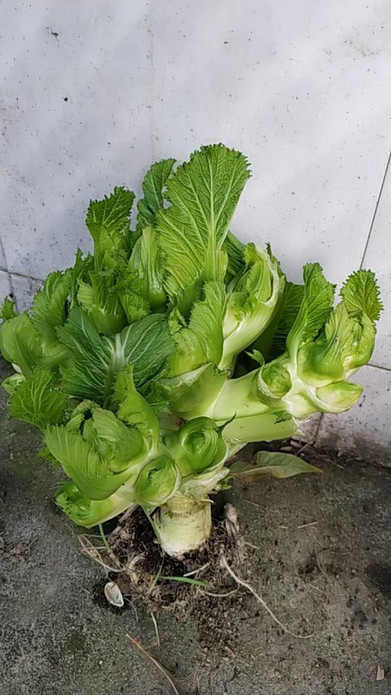 儿菜