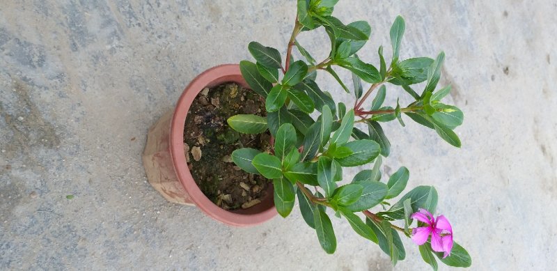 长春花颜色靓丽量大优先