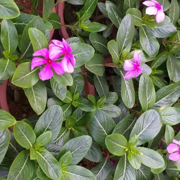 长春花颜色靓丽量大优先