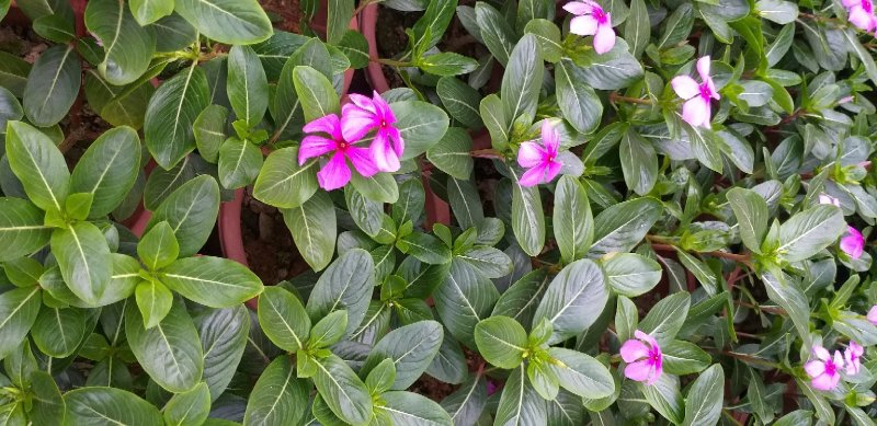长春花颜色靓丽量大优先