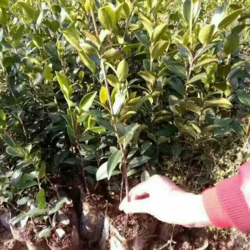油茶苗来电时请说是通过一亩田上看到的价格更优惠