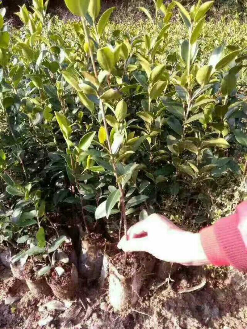 油茶苗来电时请说是通过一亩田上看到的价格更优惠