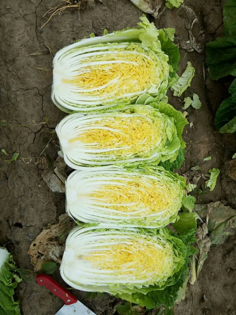 精品黄心大白菜大优惠，质量确保，价格便宜！