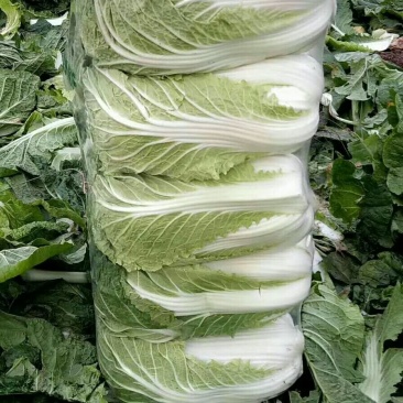 精品黄心大白菜大优惠，质量确保，价格便宜！