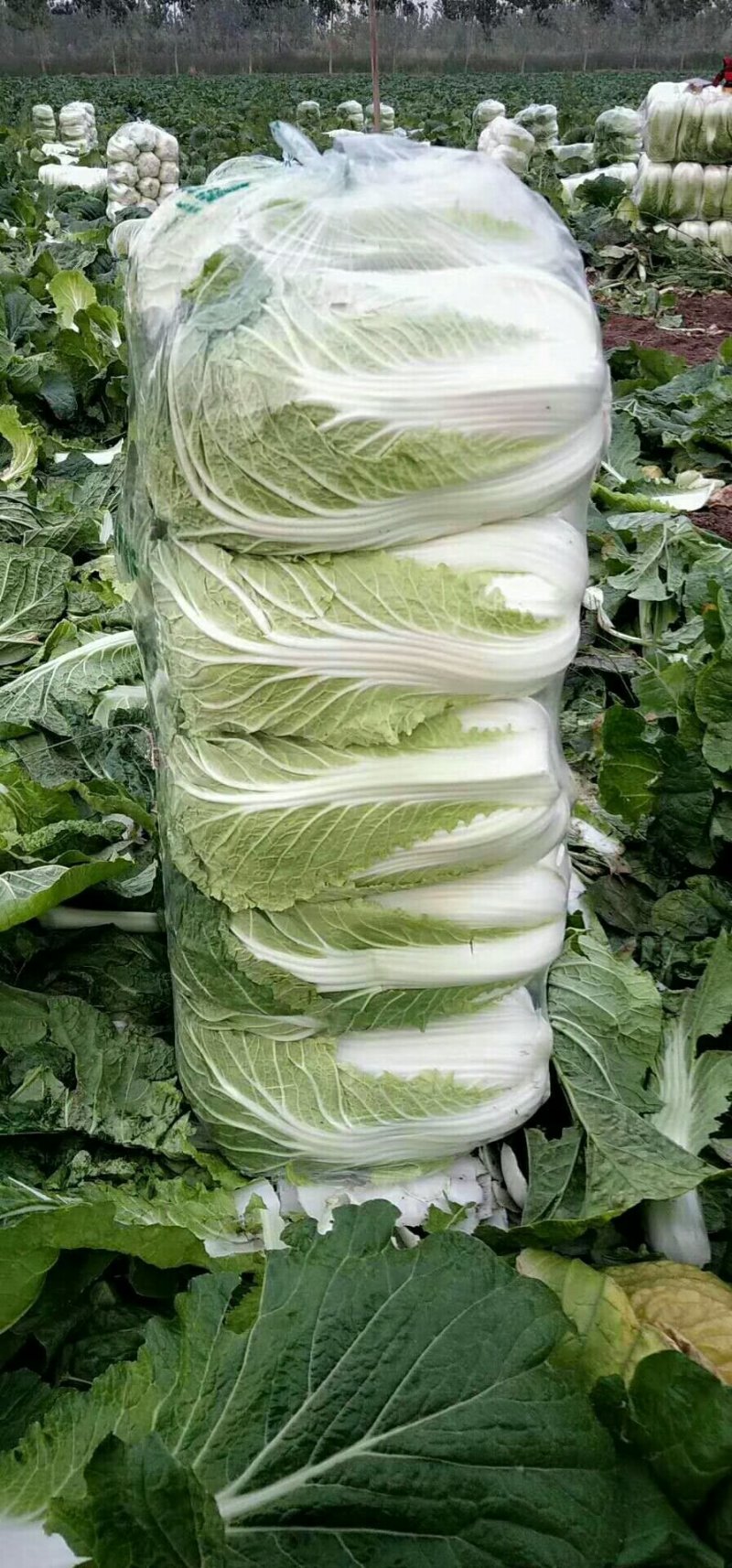 精品黄心大白菜大优惠，质量确保，价格便宜！