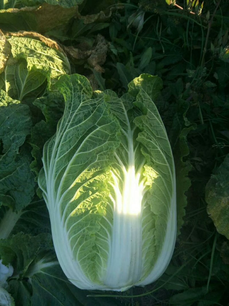 精品黄心大白菜大优惠，质量确保，价格便宜！
