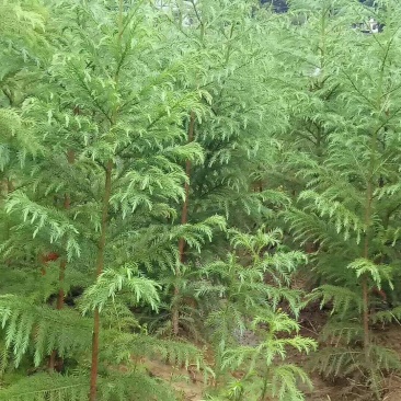 柳杉树来电时请说是通过一亩田看到的价格更优惠