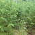 柳杉树来电时请说是通过一亩田看到的价格更优惠
