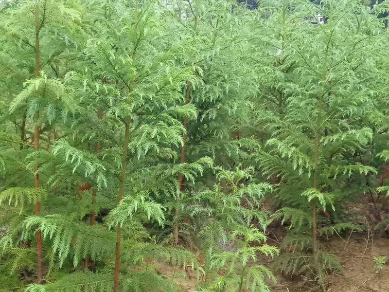 柳杉树来电时请说是通过一亩田看到的价格更优惠