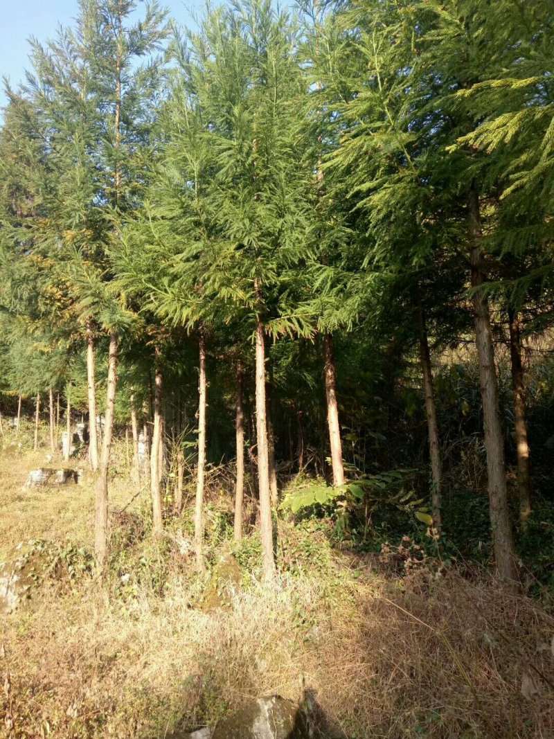 柳杉树来电时请说是通过一亩田看到的价格更优惠