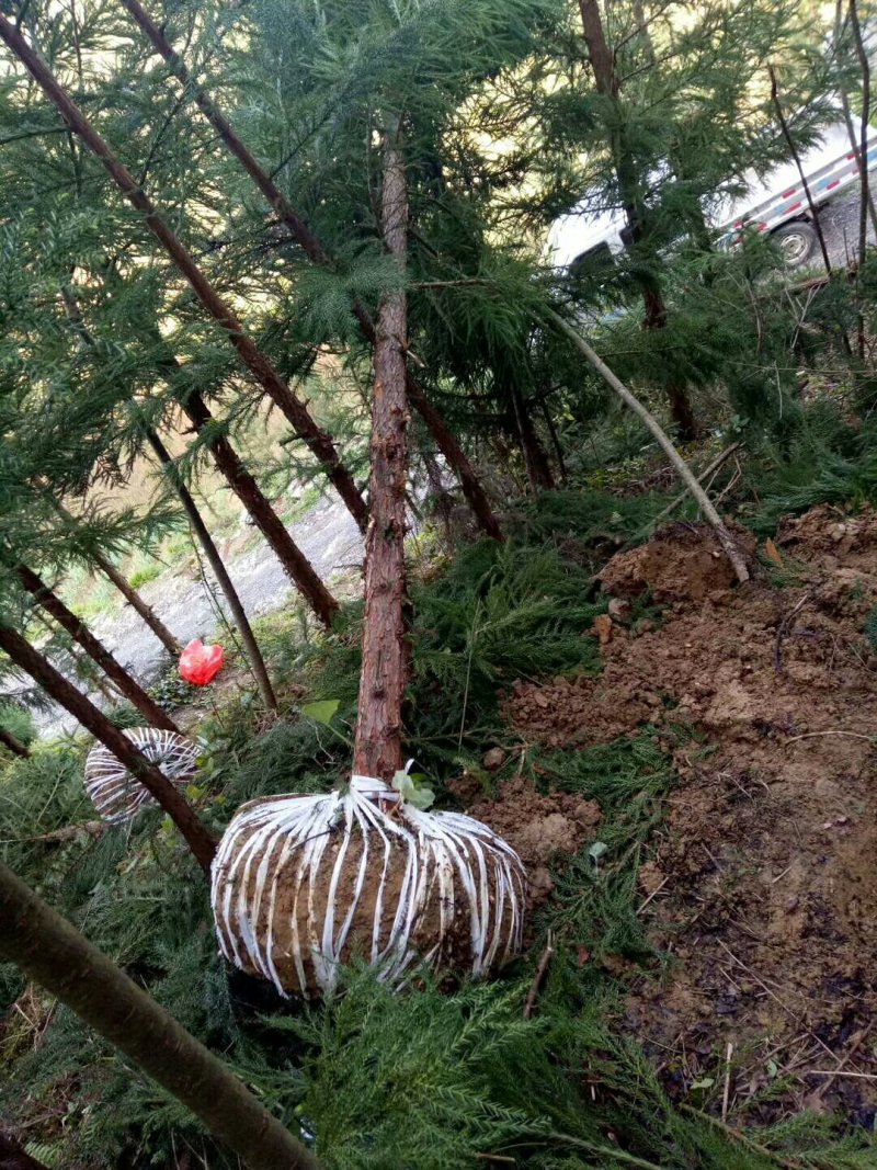 柳杉树来电时请说是通过一亩田看到的价格更优惠