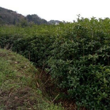 桂花苗来电时请说是通过一亩田看到的价格更优惠