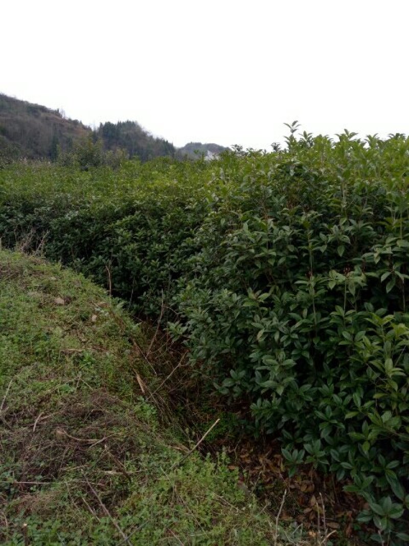 桂花苗来电时请说是通过一亩田看到的价格更优惠