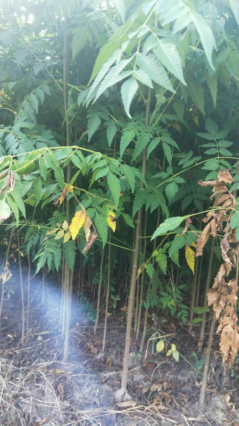 栾树苗来电时请说是通过一亩田看到的价格更优惠