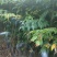 栾树苗来电时请说是通过一亩田看到的价格更优惠
